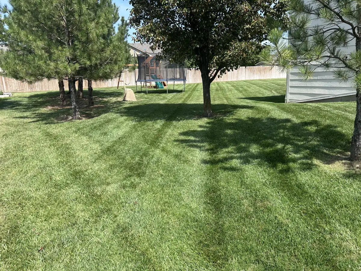 Maintained backyard lawn beneath mature trees